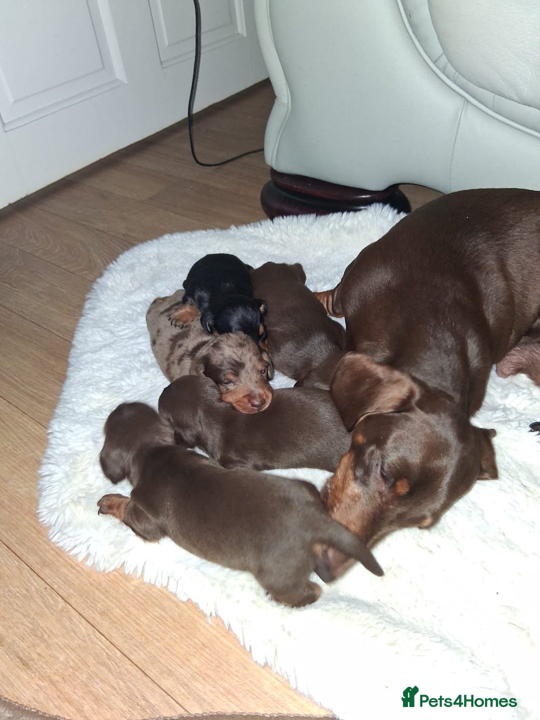 Miniature Dachshund dogs for sale: Kc miniature dachshund puppies - Image 2