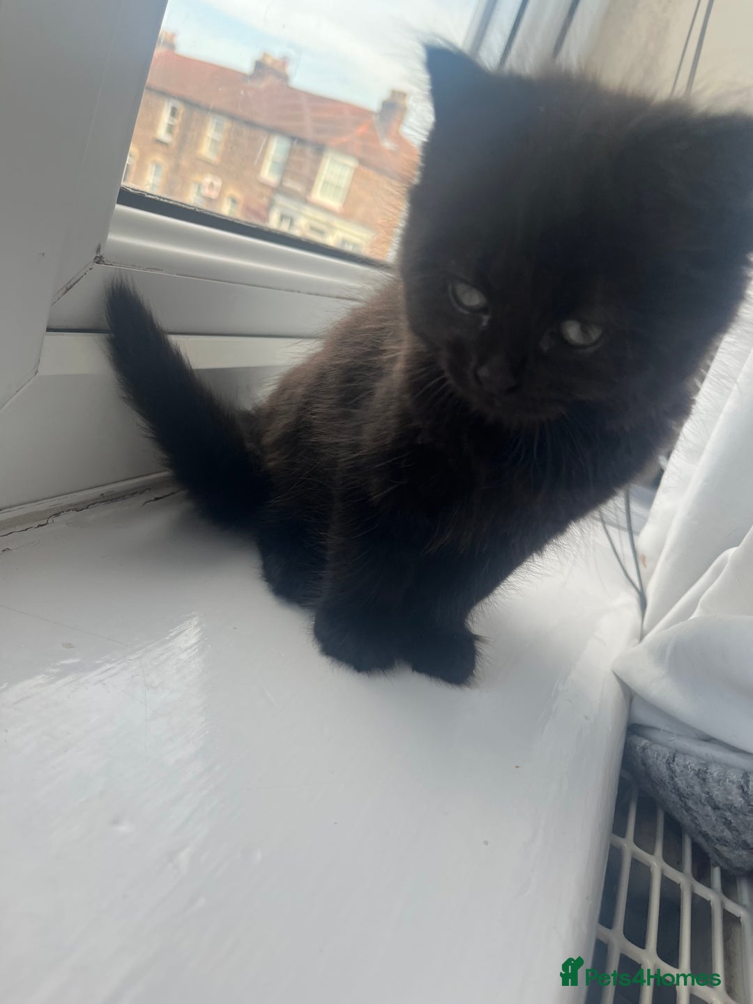 Domestic Shorthair cats for sale: Two kittens left** - Image 3