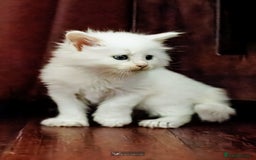 Maine Coon cats for sale: White Polydactyl boy / Russian import parents - Advert 14