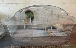 Lorikeets birds for sale: Rainbow lorikeet - Image 5