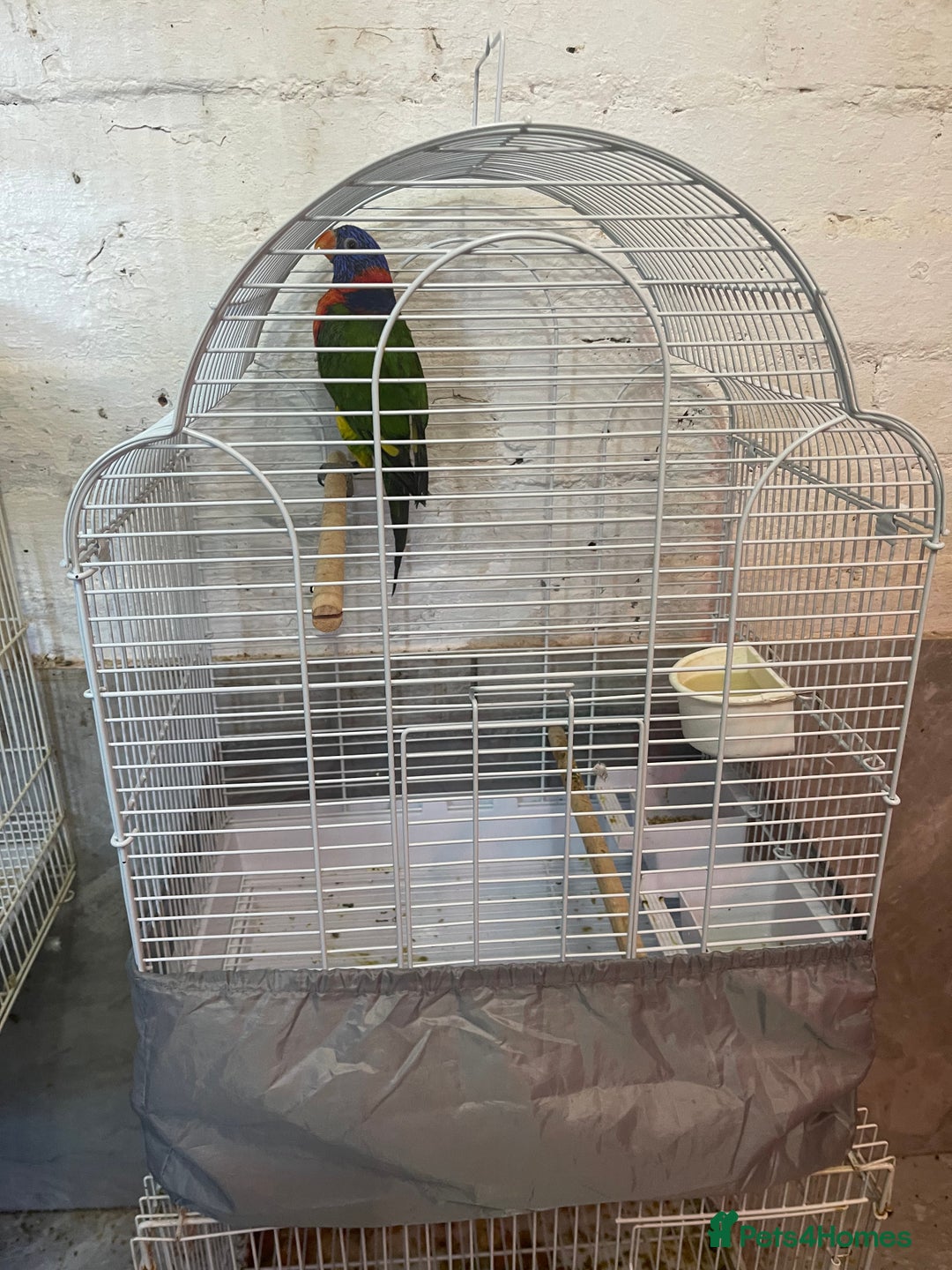 Lorikeets birds for sale: Rainbow lorikeet - Image 5