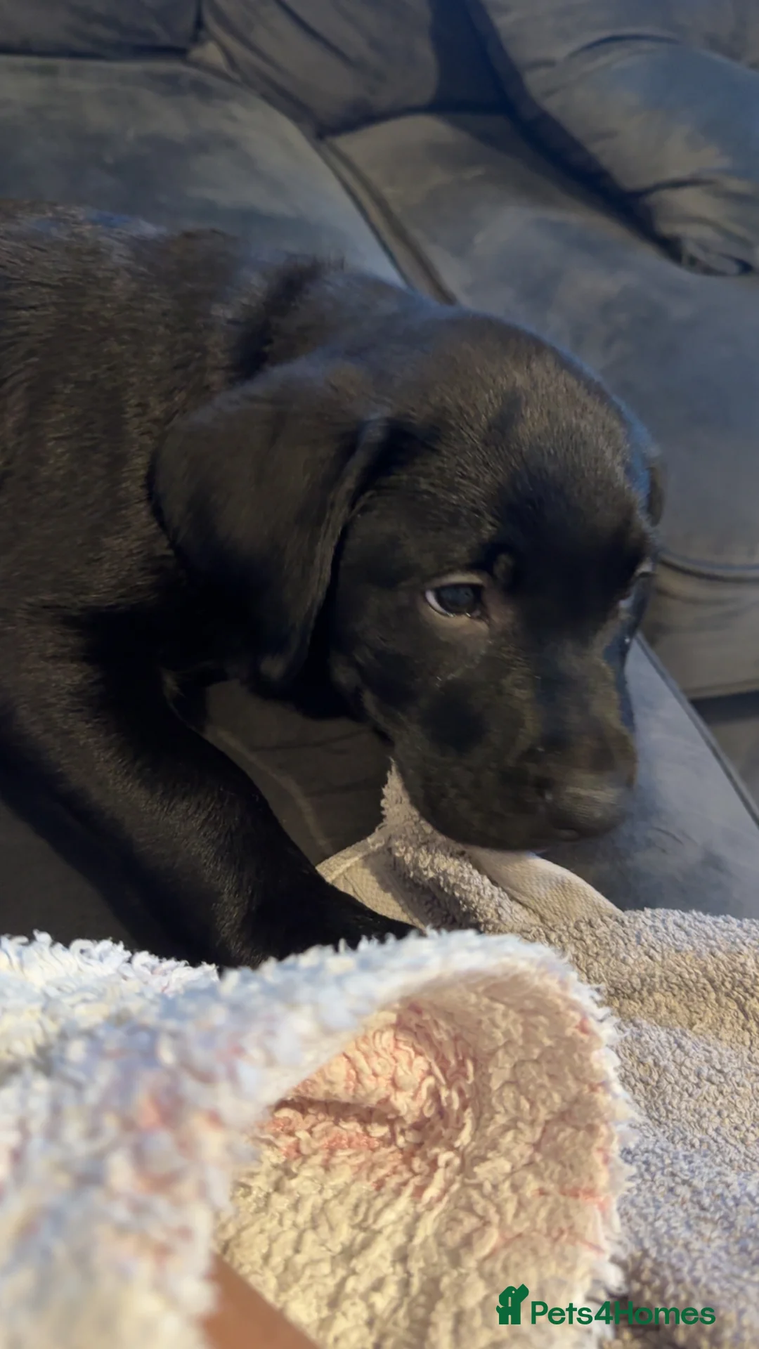 Labrador Retriever dogs for sale: labour retriever puppy  - Advert 5