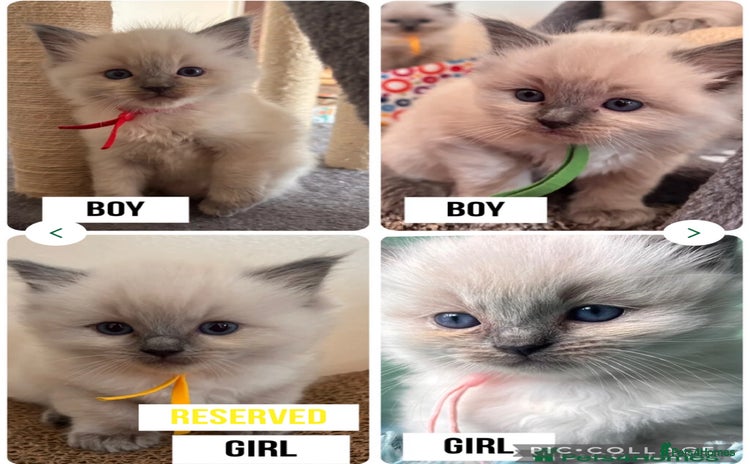 Ragdoll cats - Advert 3