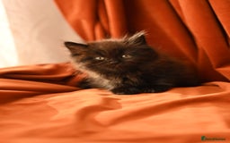 British Longhair cats for sale: 4 British Longhair x Persian Chinchilla Kittens  - Image 6