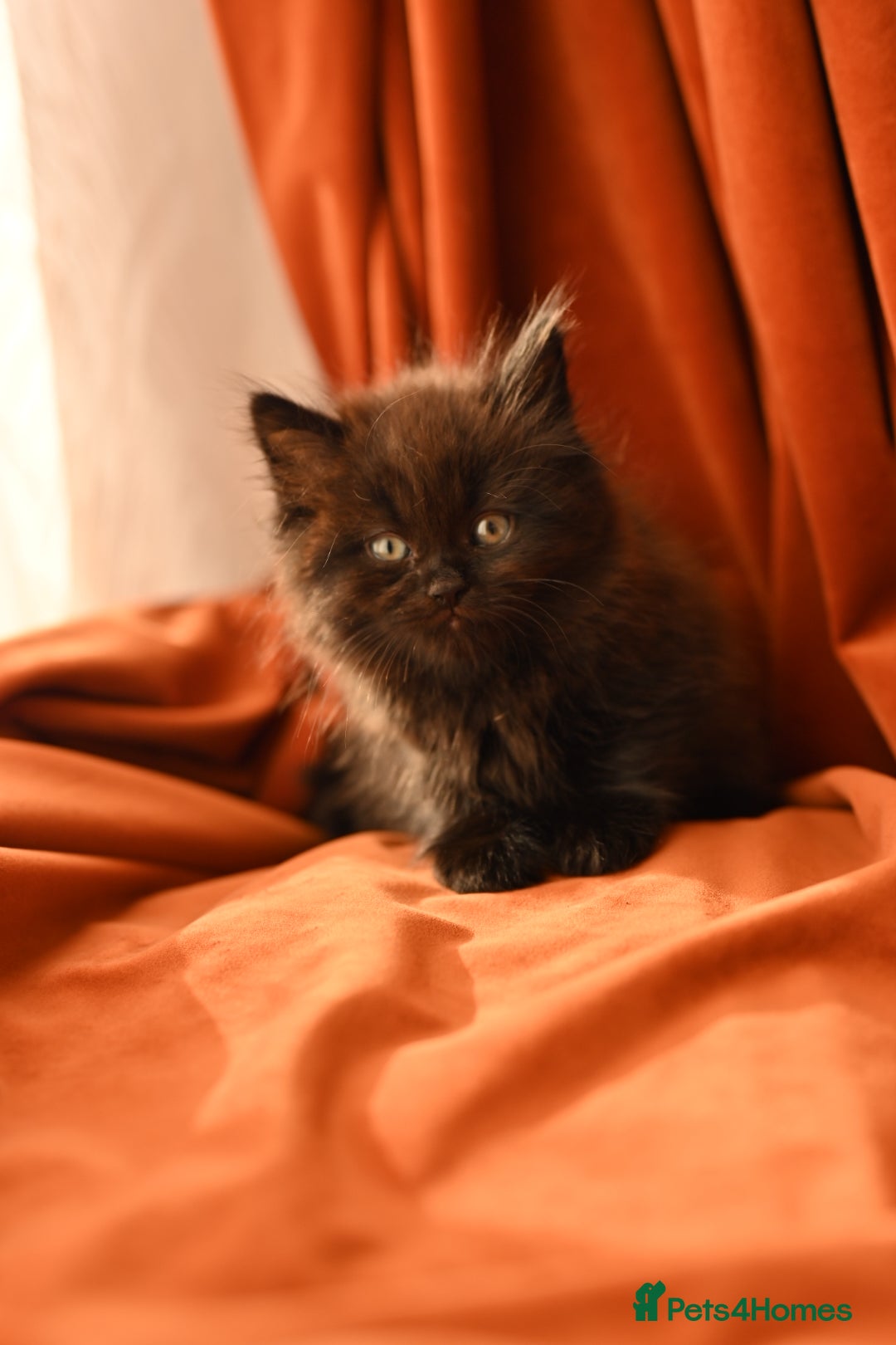 British Longhair cats for sale: 4 British Longhair x Persian Chinchilla Kittens  - Image 6