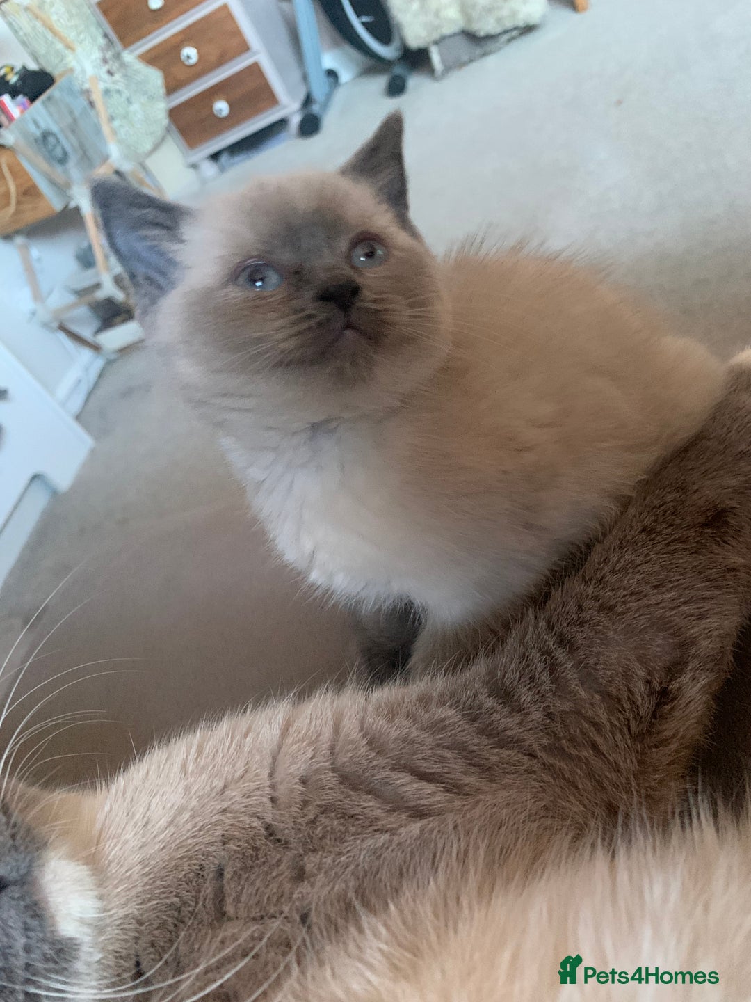 Persian cats for sale: cute 9wk old adorable bundle of joy Persian kitten - Advert 3