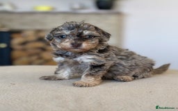 Toy Poodle dogs for stud: KC CHOCOLATE PHANTOM TOY POODLE in Willenhall - Image 24
