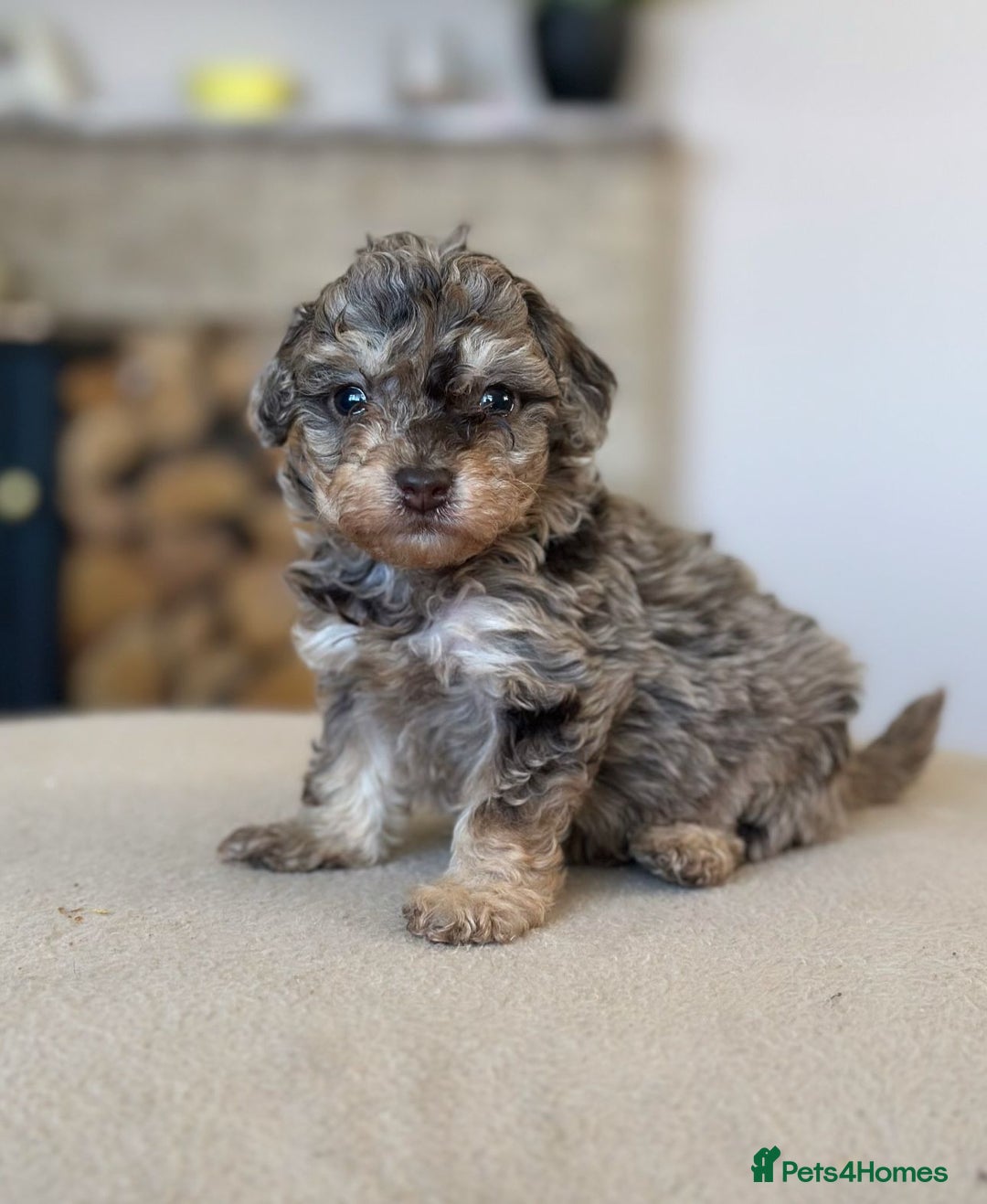 Toy Poodle dogs for stud: KC CHOCOLATE PHANTOM TOY POODLE in Willenhall - Image 24