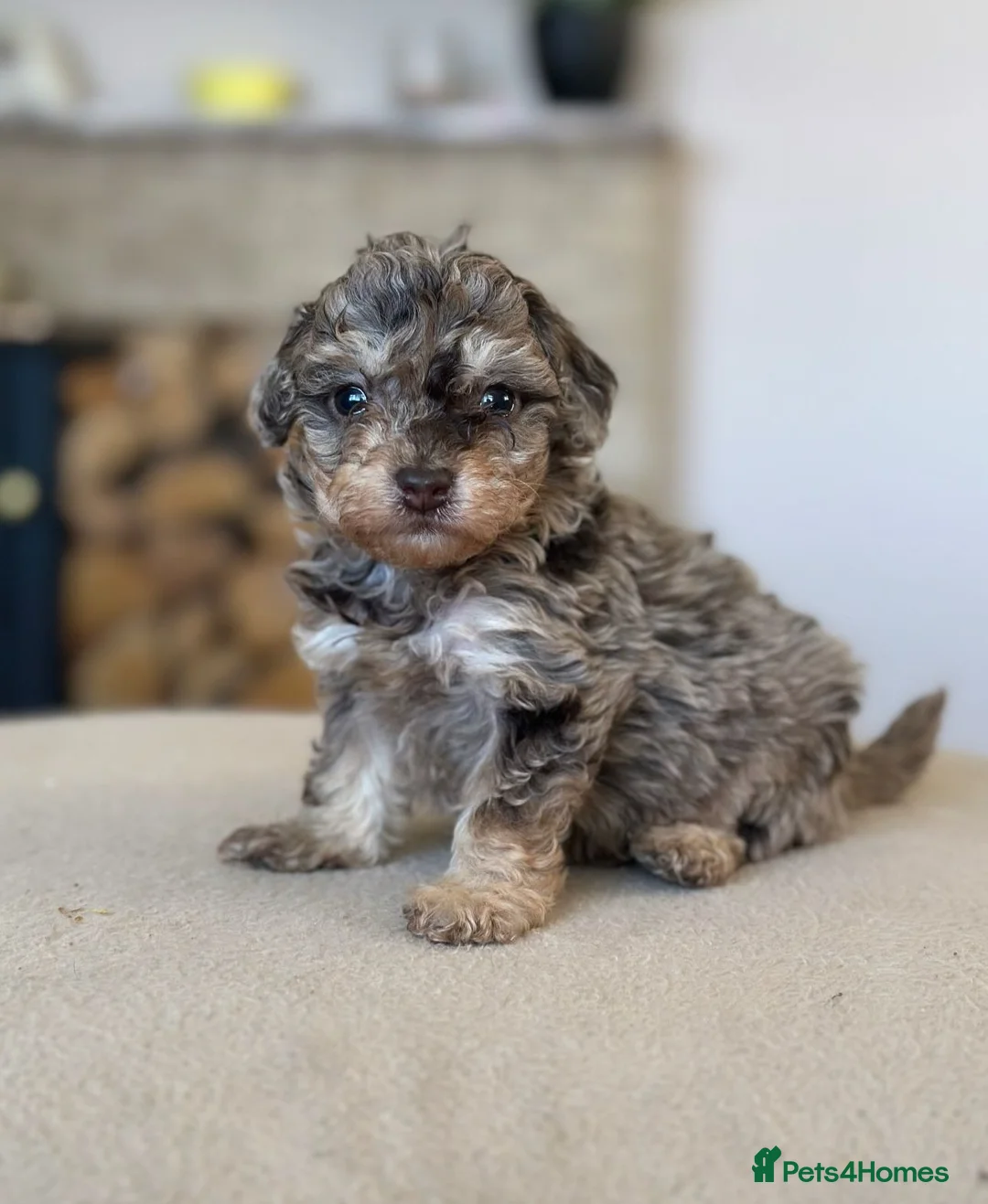 Toy Poodle dogs for stud: KC CHOCOLATE PHANTOM TOY POODLE in Willenhall - Advert 24