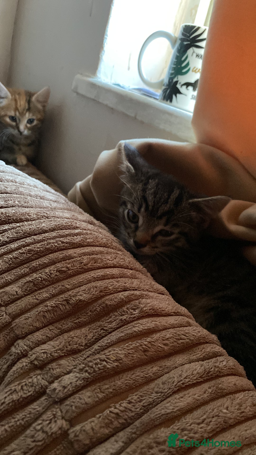 Mixed Breed cats for sale: Two female kittens read description - Advert 10