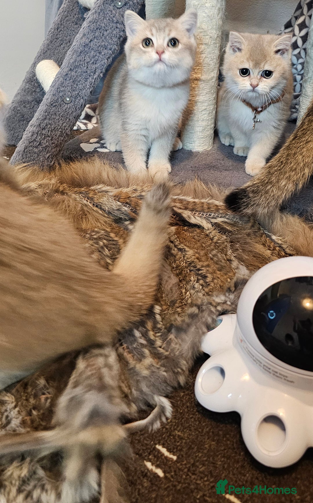 British Shorthair cats for sale: BSH GOLDEN KITTENS - Advert 12