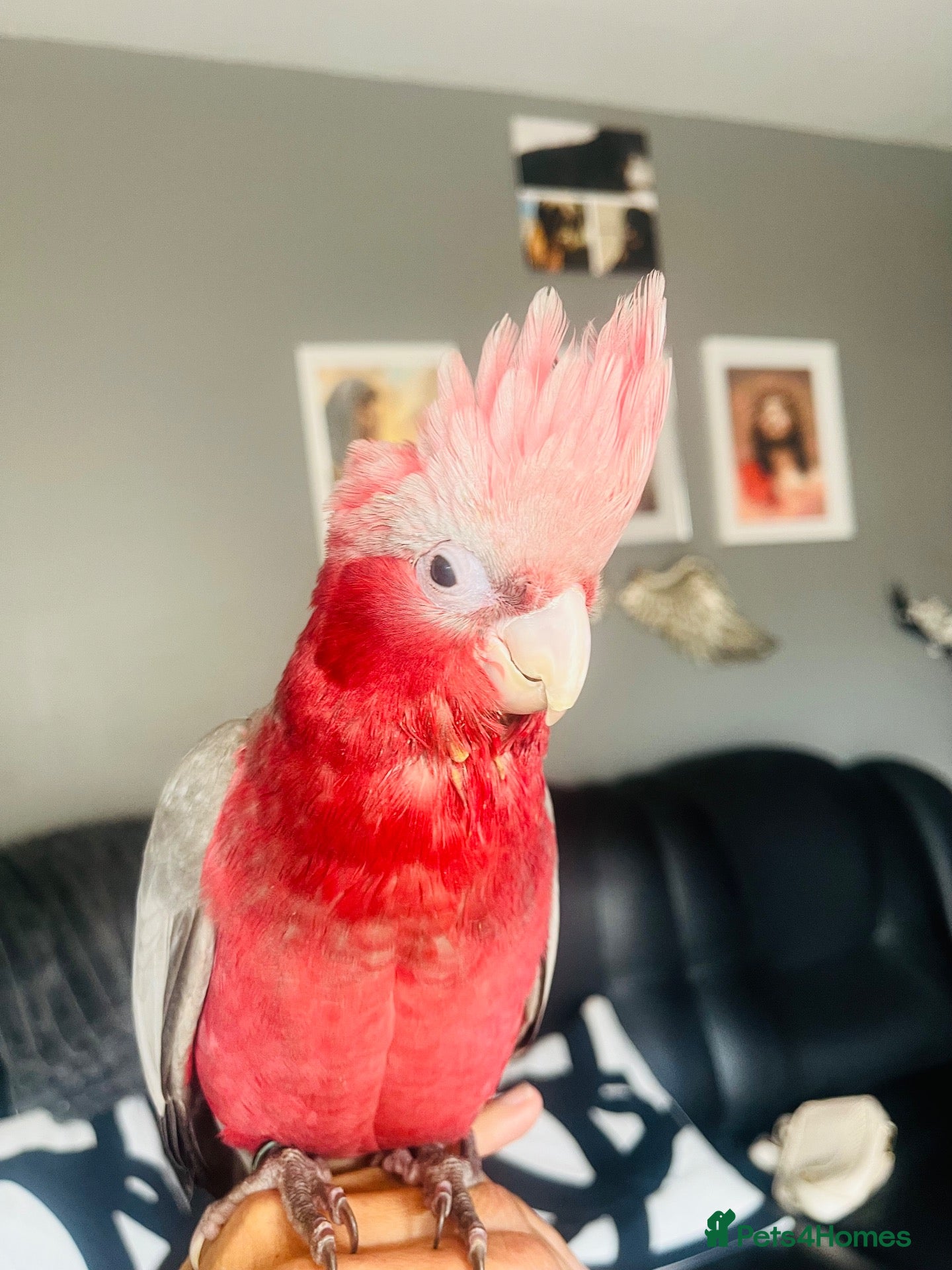 Cockatoo birds for sale: This is Elvis, extremely loving and a lot of fun - Advert 8
