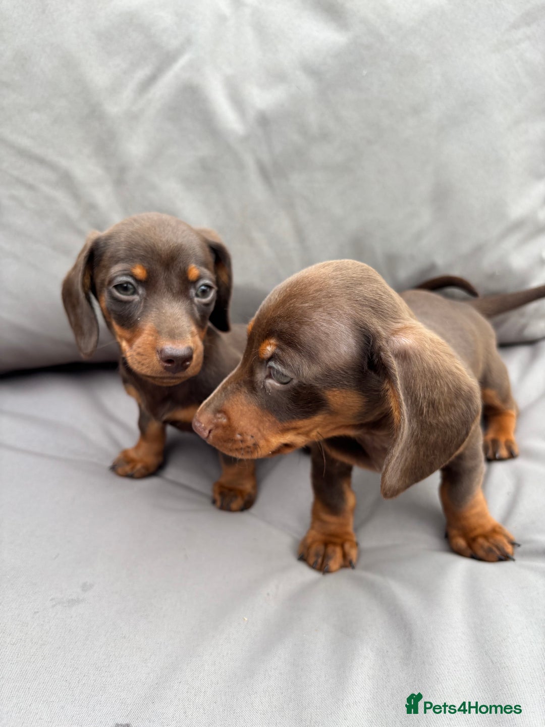 Miniature Dachshund dogs for sale: Miniature dachshunds - Image 31