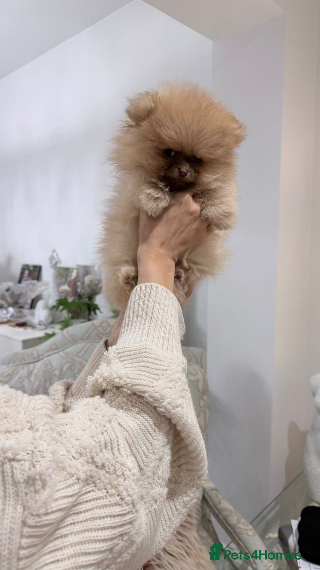 Pomeranian dogs for sale: Stunning littler of KC Pom puppies - Advert 22