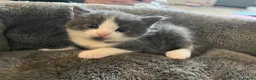 Mixed Breed cats for sale: 8 weeks old mixed breed grey & white fluffy kitten - Advert 7
