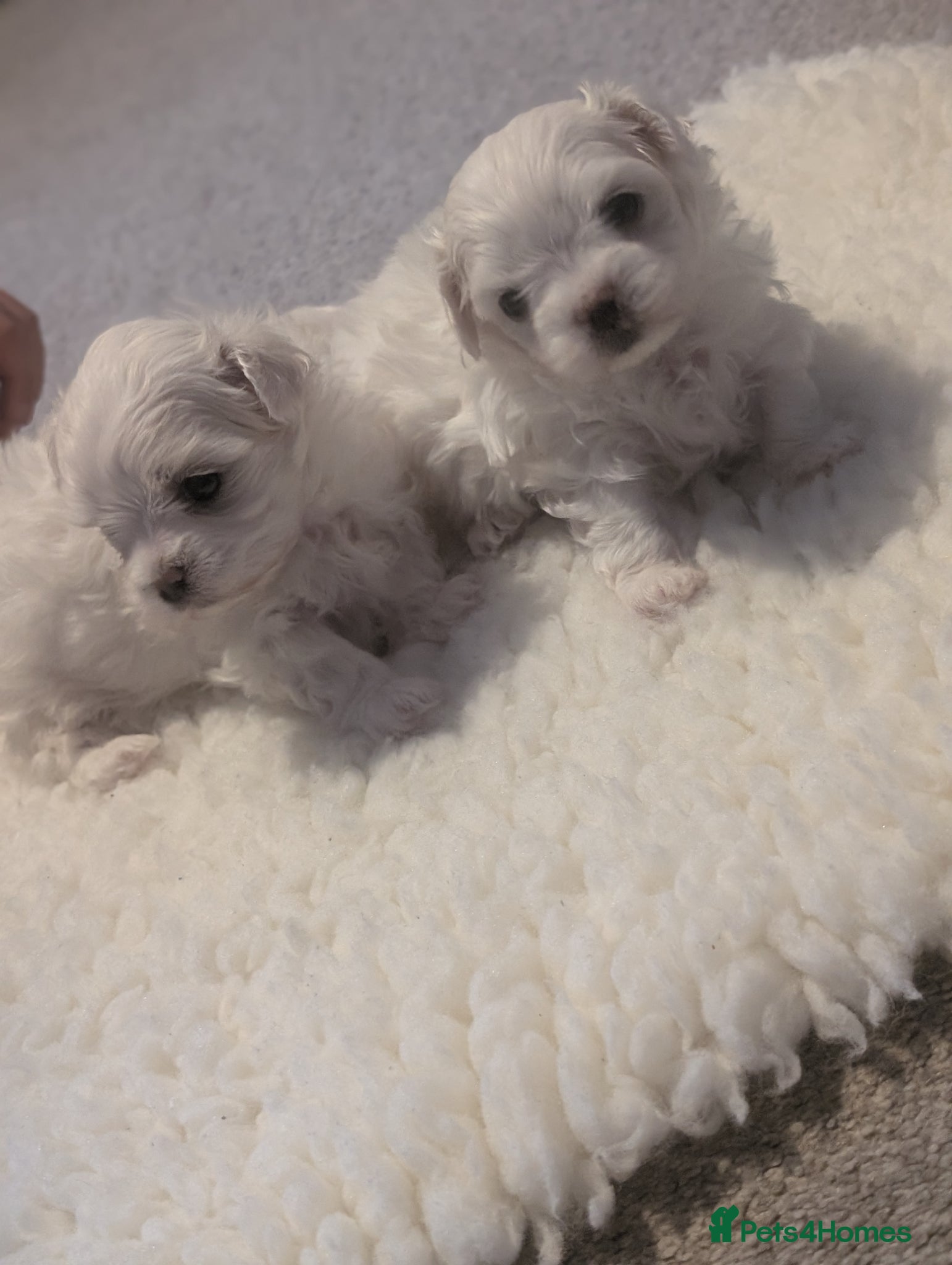 Maltese dogs 2 beautiful micro maltese  - Advert 3