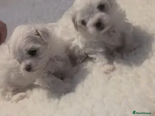 Maltese dogs 2 beautiful micro maltese - Advert 3