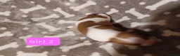 Jack Russell dogs for sale:  Minature Jack Russell Terrier Puppies. - Advert 16