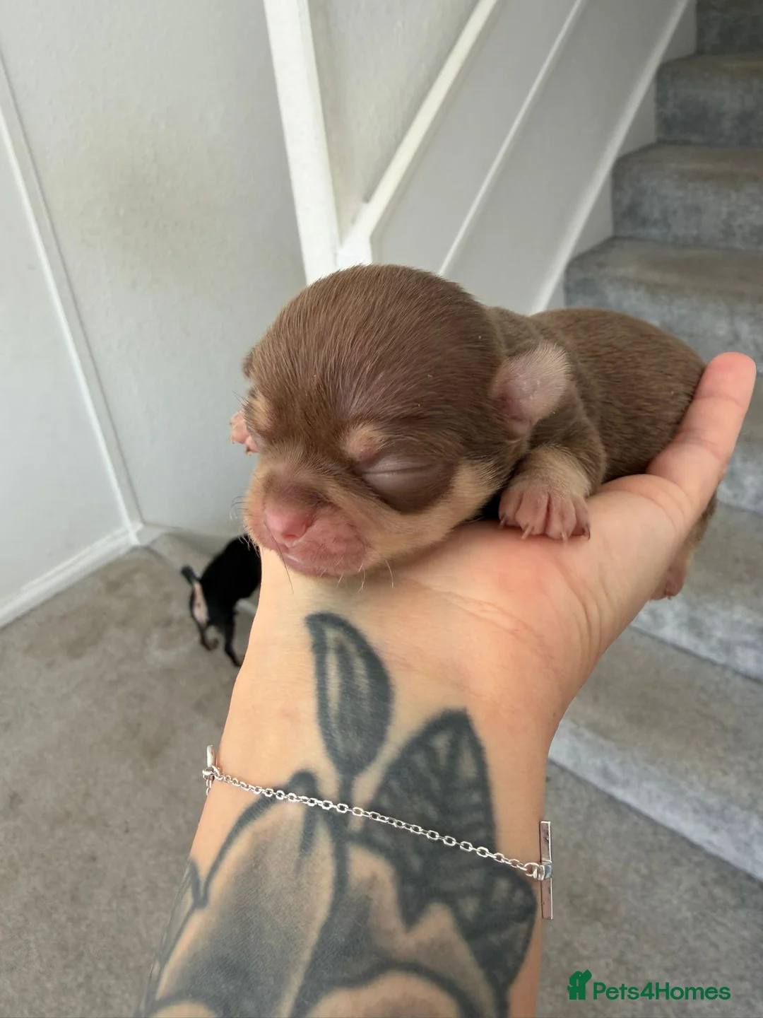 Chihuahua dogs for sale: Beautiful short haired chihuahua puppies in Potters Bar - Advert 2