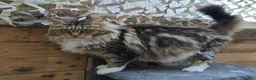 Maine Coon cats for sale: Retired queen black (golden) brown tabby bicolor - Advert 7