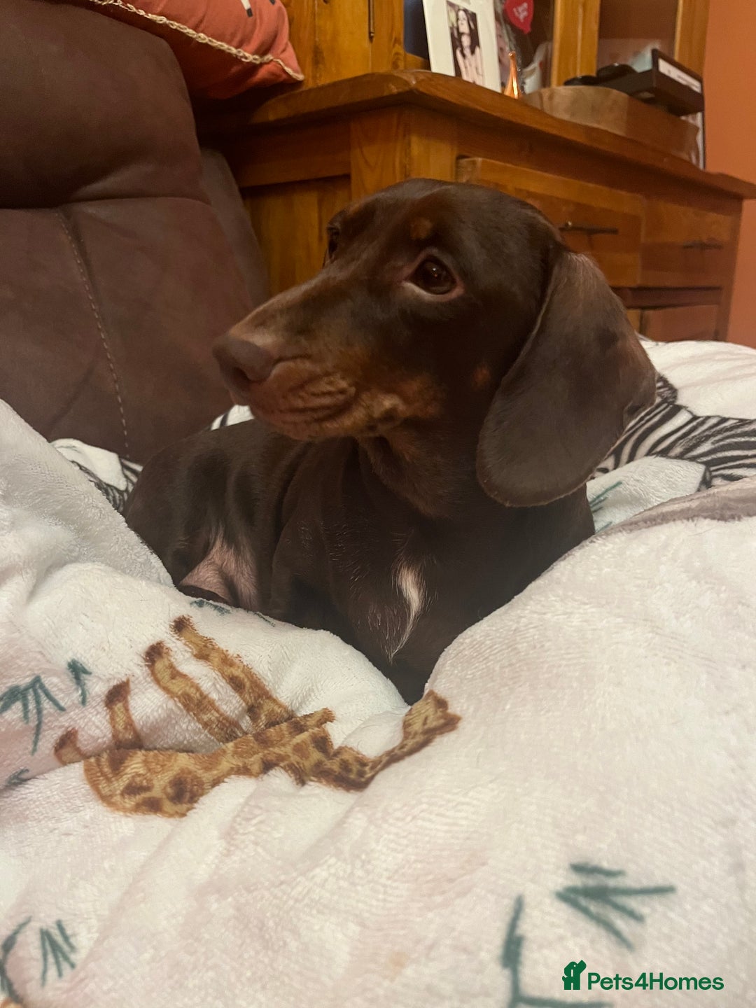 Miniature Dachshund dogs for sale: Miniature Dachshund  - Advert 4