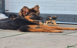Border Terrier dogs for sale: Amazing female available  - Image 3