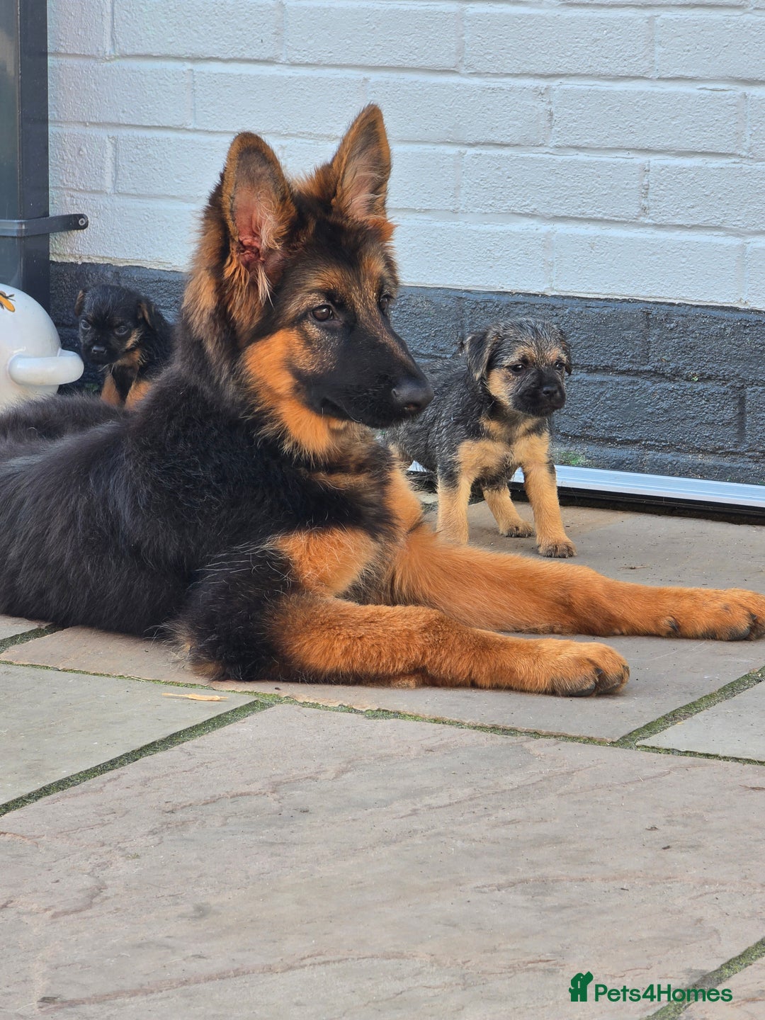 Border Terrier dogs for sale: Amazing female available  - Image 3