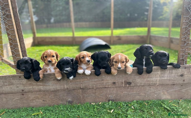 Cocker Spaniel dogs - Advert 4