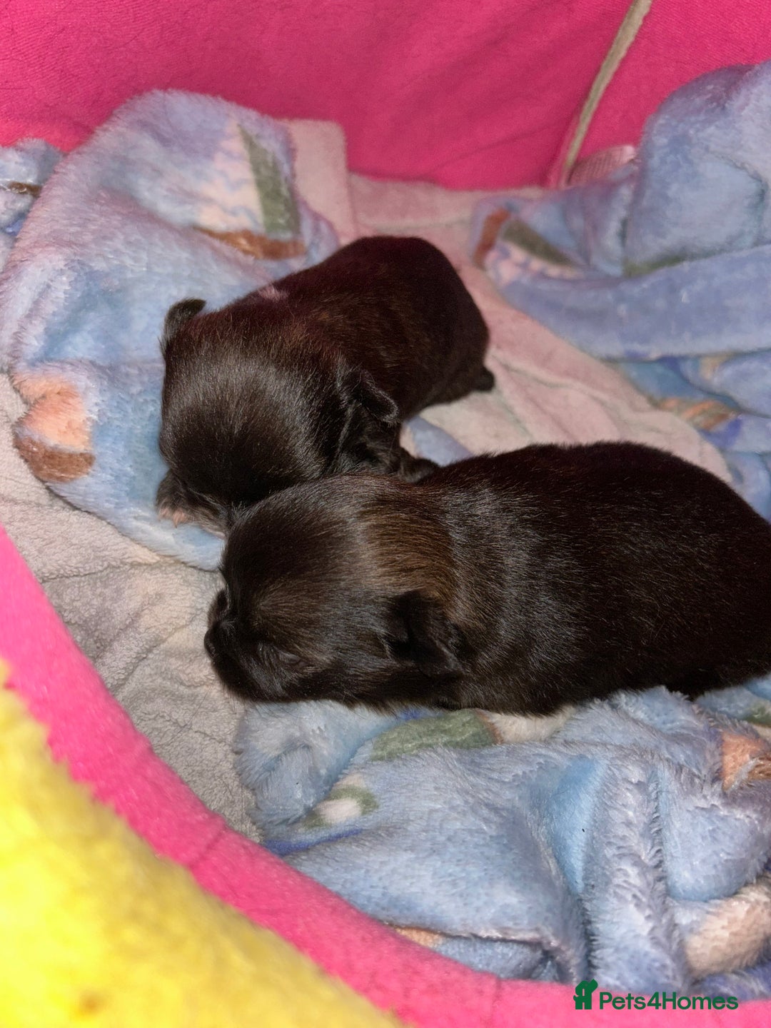 Pomchi dogs for sale: 2 beautiful tiny little Pomchi girls - Image 6