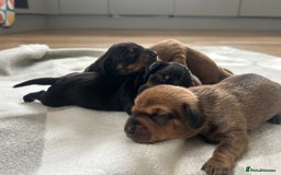Miniature Dachshund dogs for sale: 1 left KC, PRA Clear, miniature dachshund pups  - Image 10