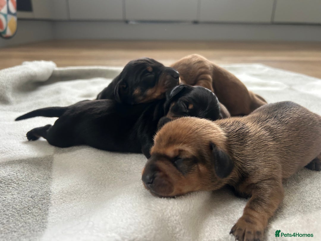 Miniature Dachshund dogs for sale: 1 left KC, PRA Clear, miniature dachshund pups  - Image 10