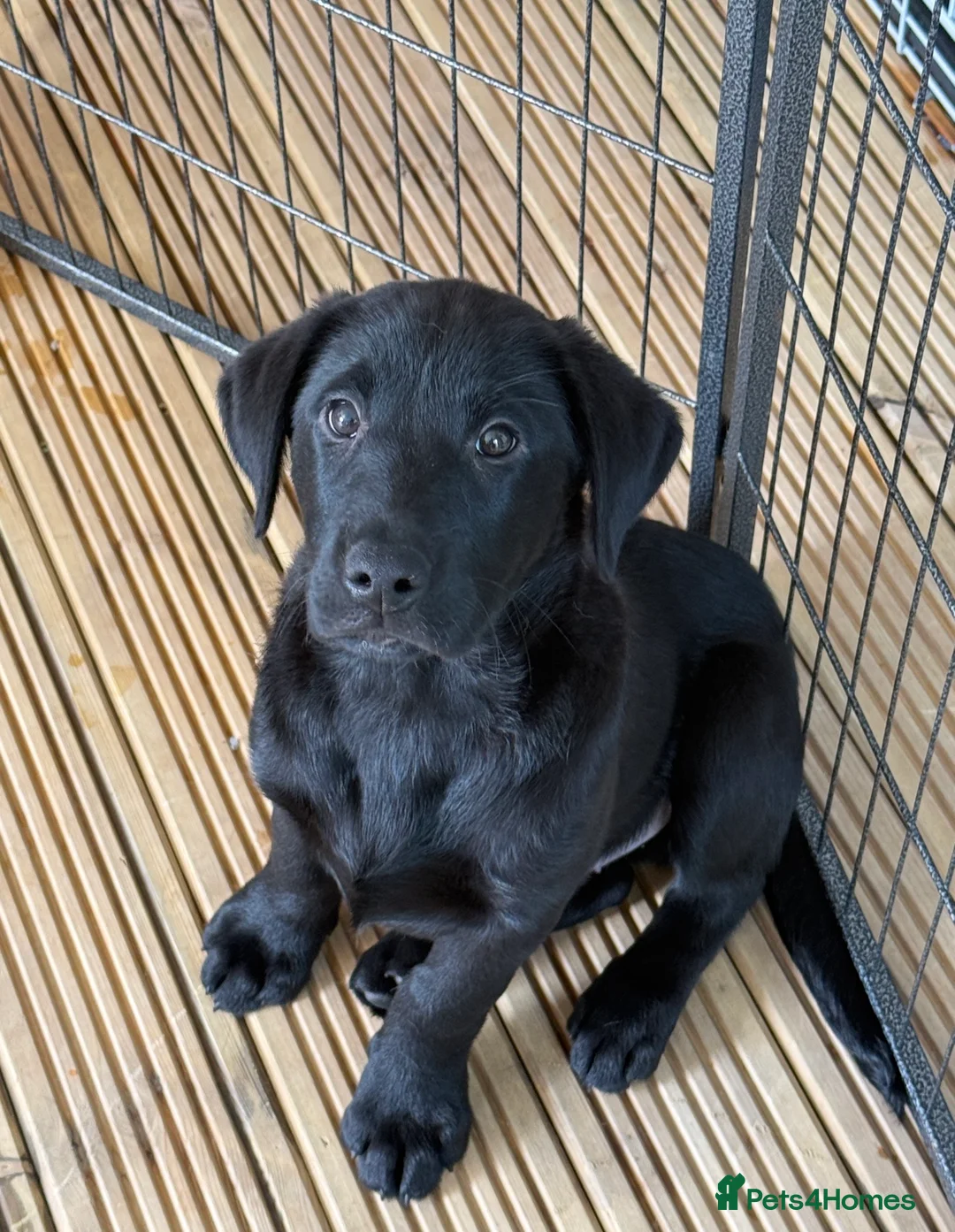 Labrador Retriever dogs for sale: Beautiful KC Labrador Puppy – Last Boy Remaining❗️ - Advert 1