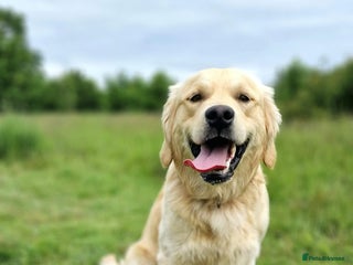 Golden Retriever dogs - Advert 25