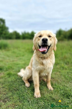Golden Retriever dogs - Advert 1