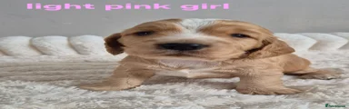 Light Pink Girl