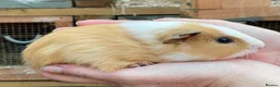 Guinea Pig rodents for sale: Sweet natured baby guinea pigs  - Advert 10