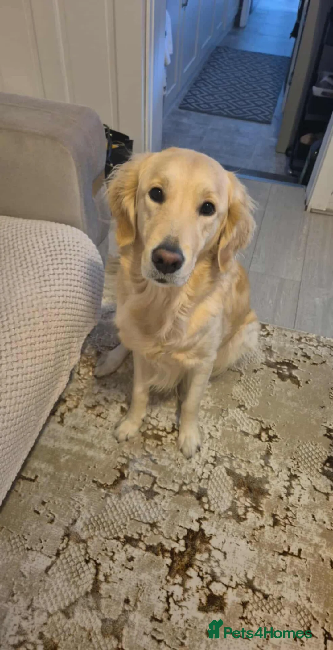 Golden Retriever dogs for sale: Luna  - Advert 4