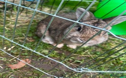 Netherland Dwarf rabbits for sale: Male rabbit  - Image 2