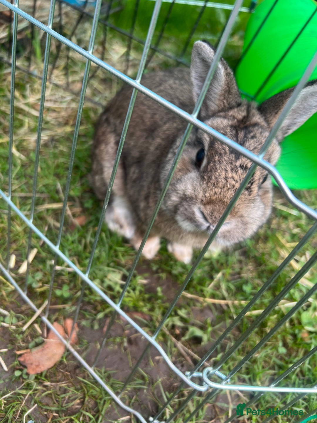 Netherland Dwarf rabbits for sale: Male rabbit  - Image 2