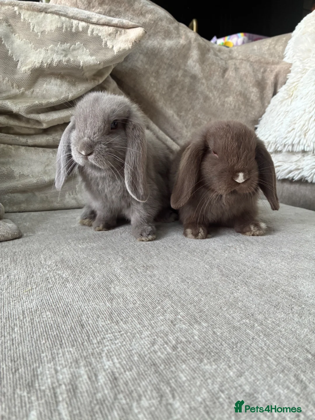 Mini Lop rabbits for sale: Mini lops  - Advert 2