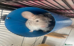 Chinchilla rodents for sale: 2 Female Chinchillas and Full set up!  - Image 7