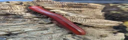 Millipedes invertebrates for sale: Red Fire and Ivory Millipedes  - Advert 4