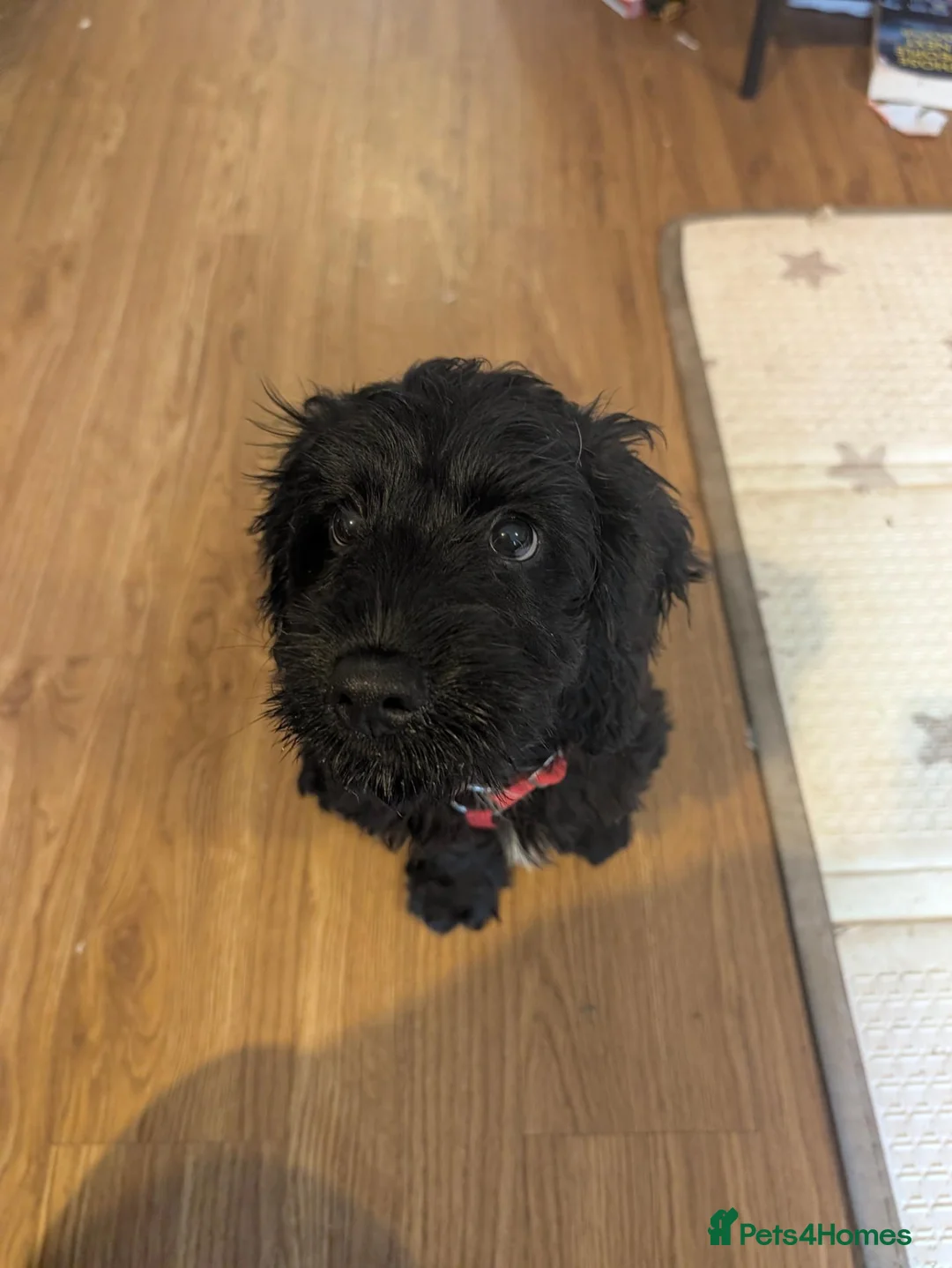Cavapoo dogs for sale: Milo looking for a new home  in Chippenham - Advert 2
