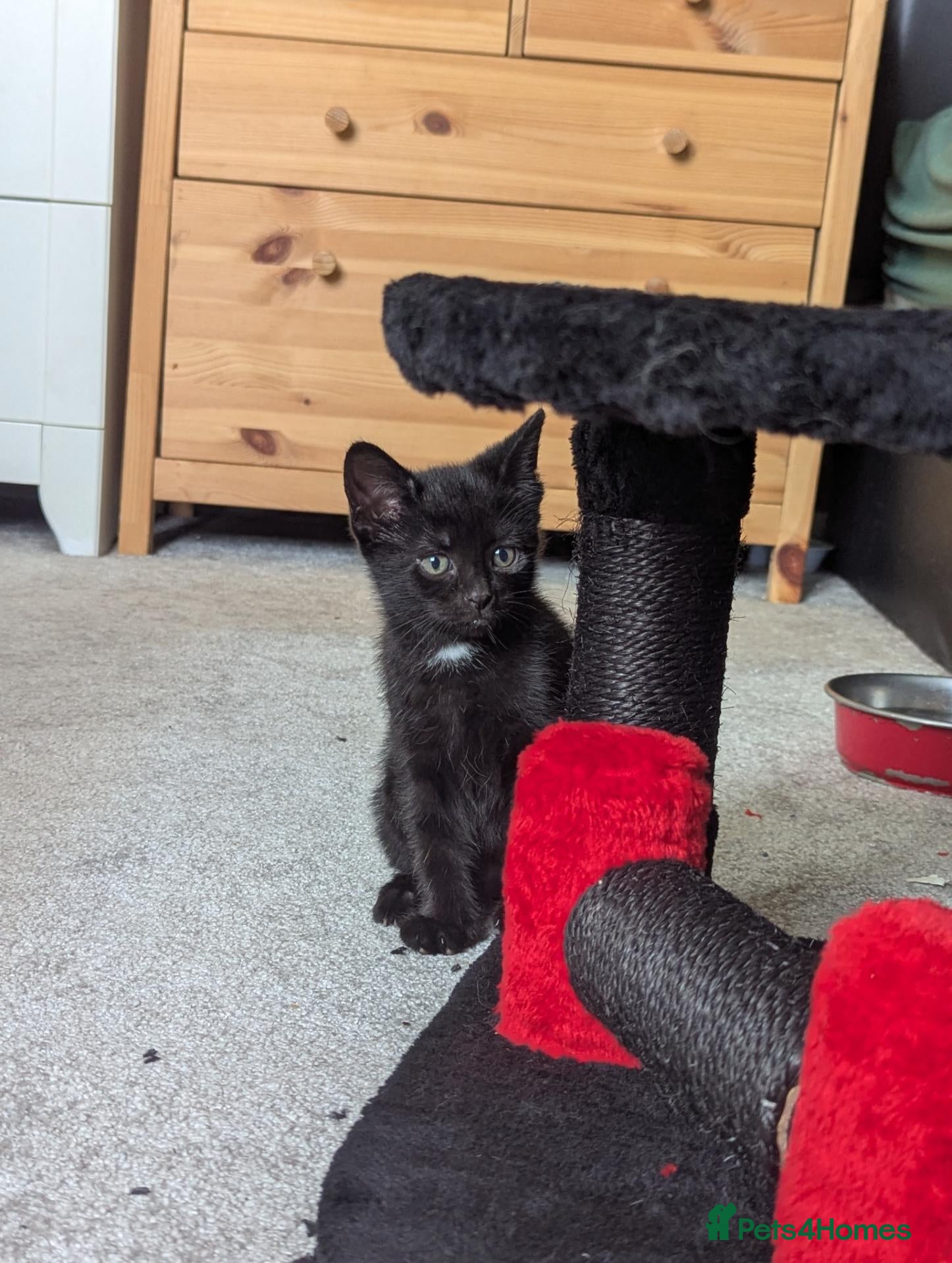 Mixed Breed cats 1 male left - Advert 15