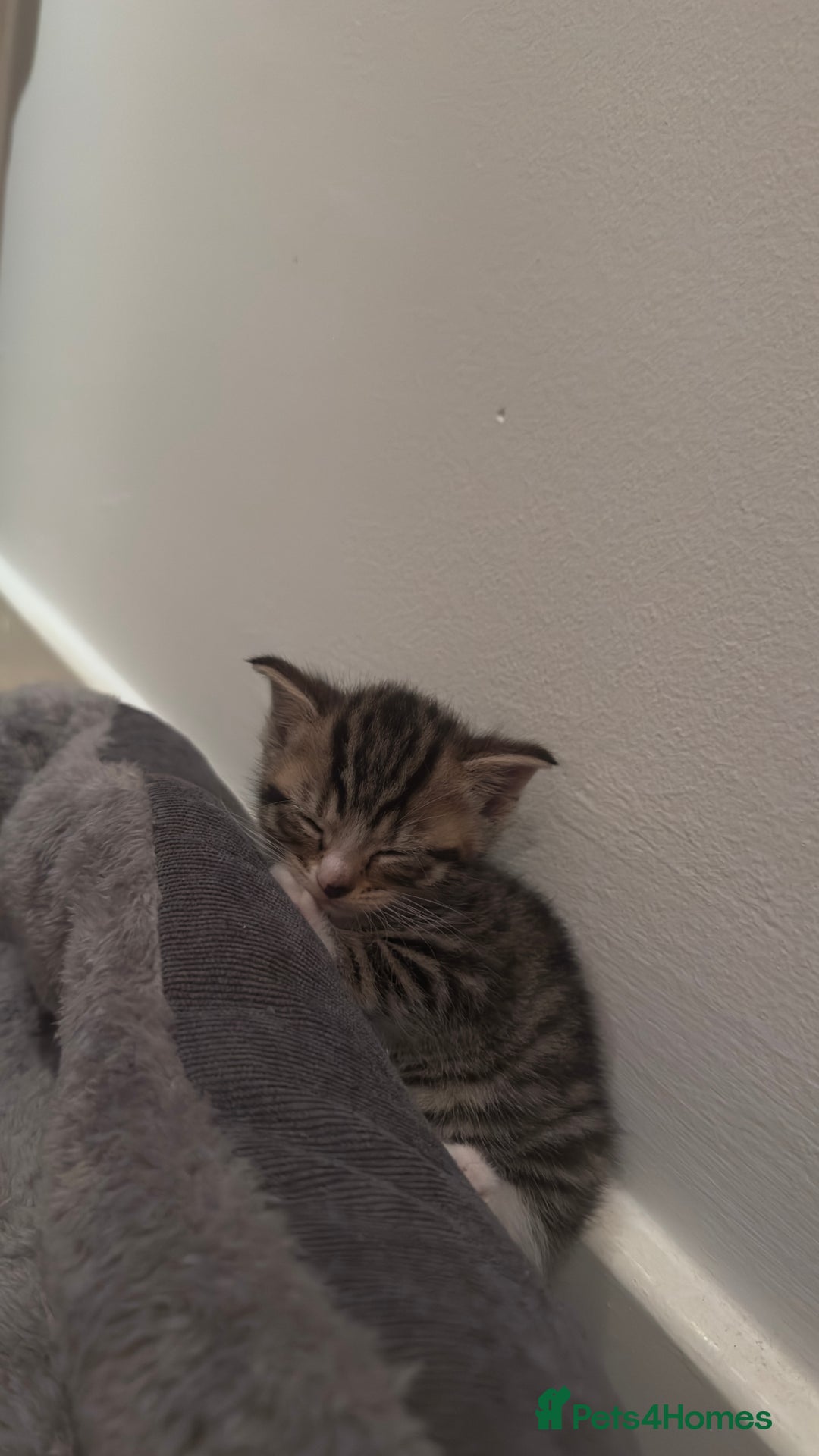 Domestic Shorthair cats for sale: 5 Tabby & Tuxedo kittens for sale - Image 8