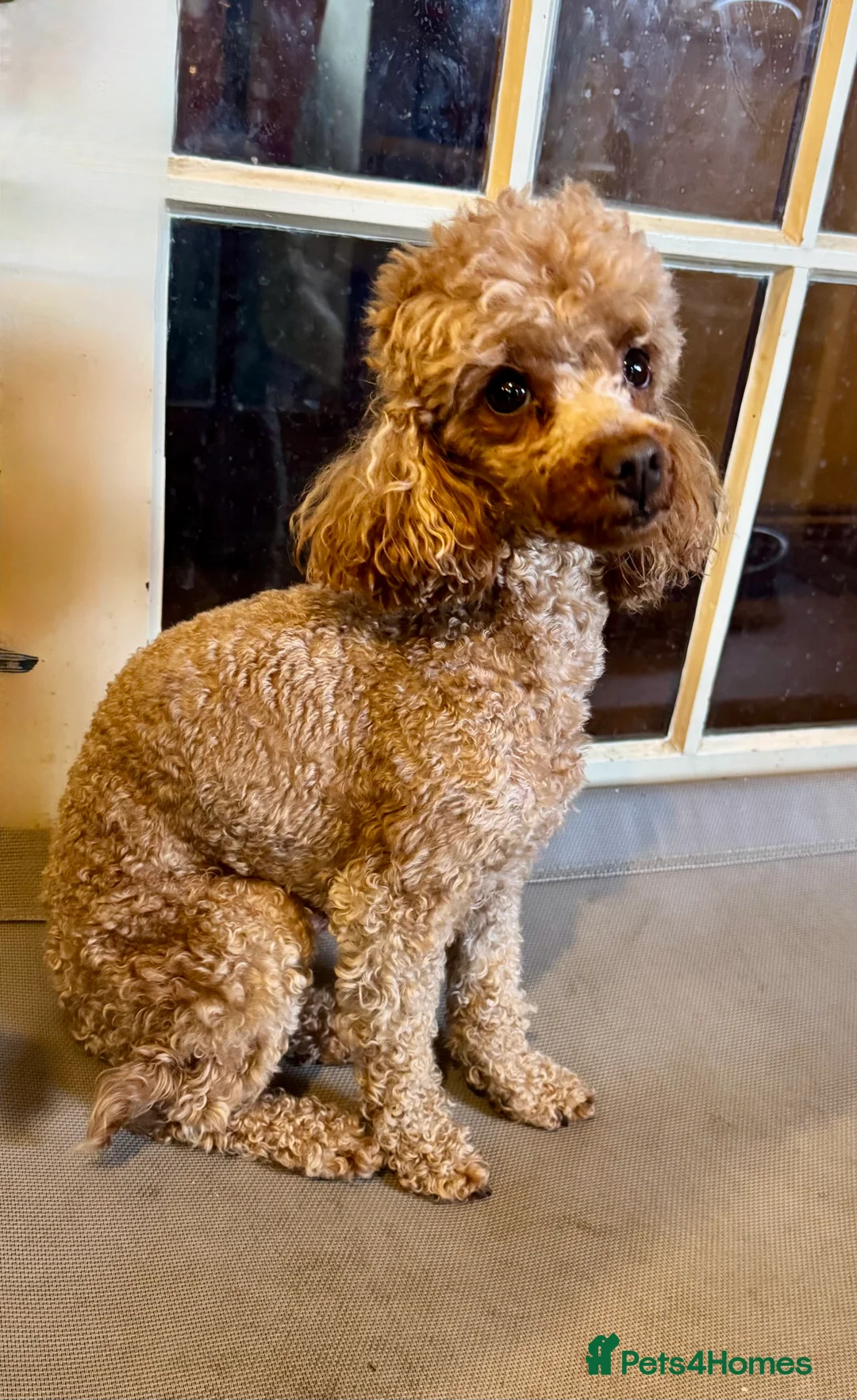 Toy Poodle dogs for stud: The ultimate Toy Poodle stud.. KC - Advert 2