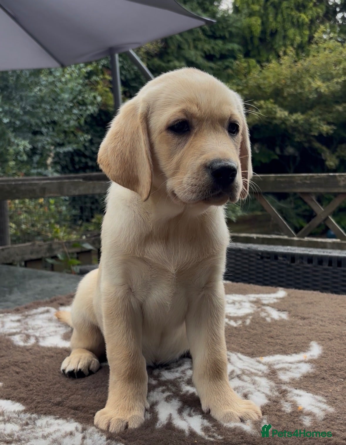 Labrador Retriever dogs Beautiful Yellow Girl Available  - Advert 2
