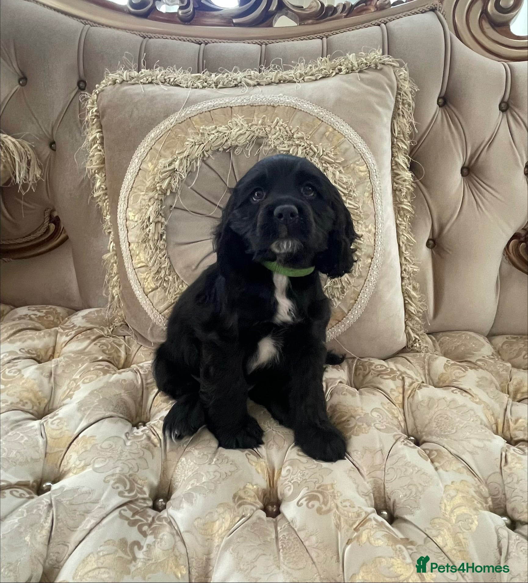Cocker Spaniel dogs Beautiful Cocker Spaniel Puppies–4 Girls & 6 Boys - Advert 15