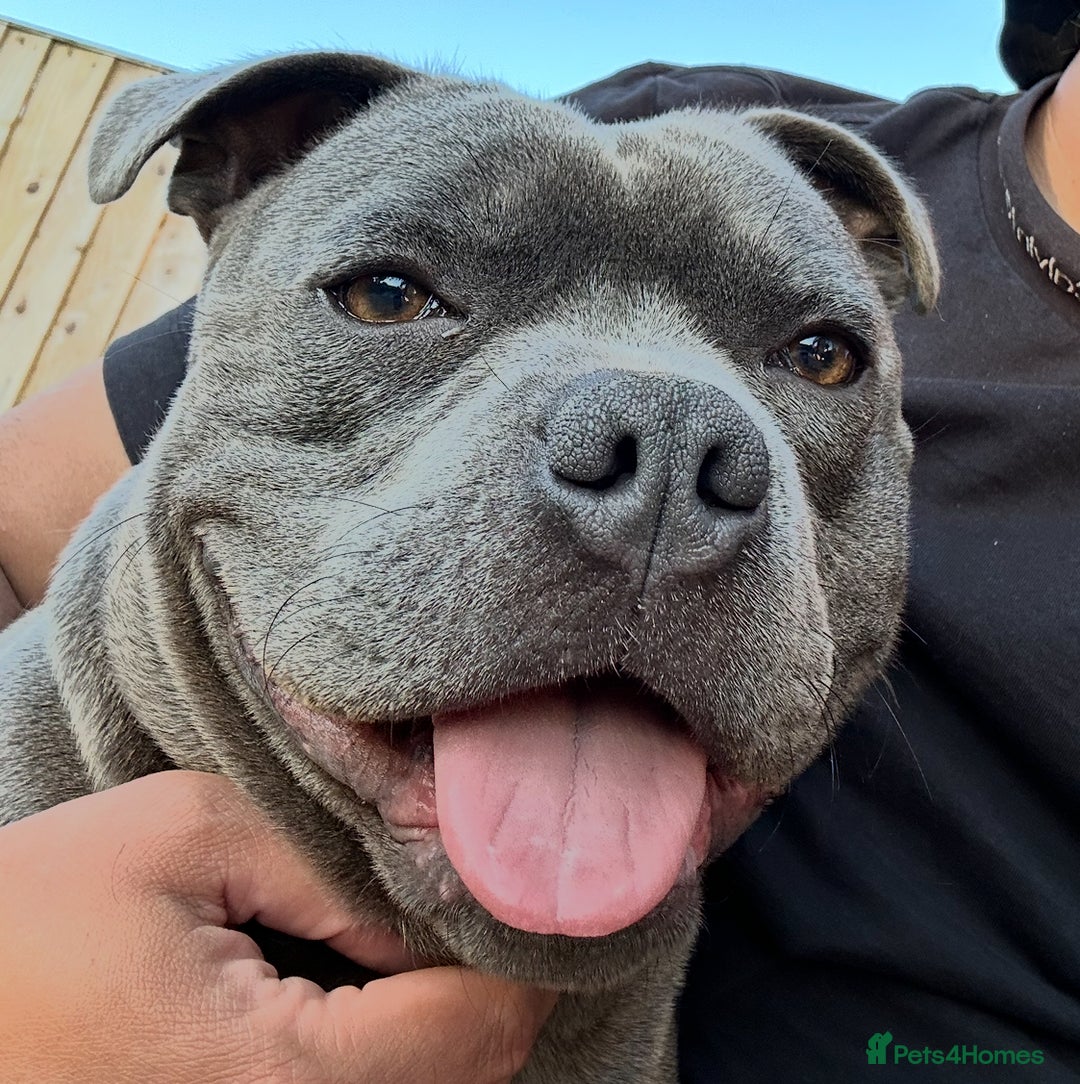 Staffordshire Bull Terrier dogs for sale: Staffordshire Bull terrier for sale - Advert 1