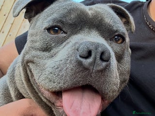 Staffordshire Bull Terrier dogs Staffordshire Bull terrier for sale - Advert 1